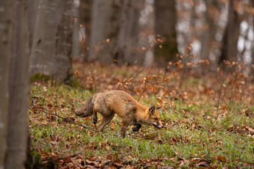 The red fox is the largest of the true foxes and one of the most widely distributed members of the order Carnivora, being present across the entire Northern Hemisphere from the Arctic Circle to North 