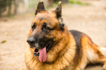 portrait of a german shepherd old dog