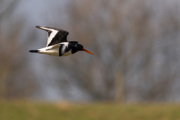 Oyster Catcher Flying Acrosss the Sky