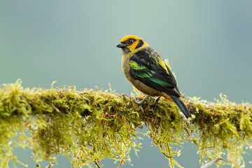 Flame-faced tanager (Tangara parzudakii) is a species of bird in the family Thraupidae. It is found in the eastern Andes of Colombia, Ecuador, Peru and Venezuela.