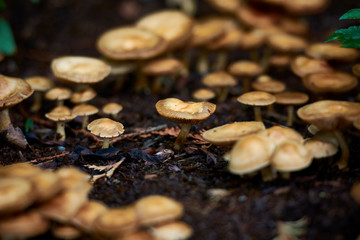 One mushroom among many