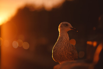 Seagull beside the river during a sunset in Dublin