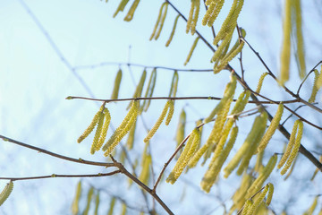 Сatkins on a hazel tree on the sky background in spring in Ukraine.