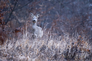 The European roe deer (Capreolus capreolus), also known as the western roe deer, chevreuil, or simply roe deer or roe, is a species of deer. The male of the species referred to as a roebuck