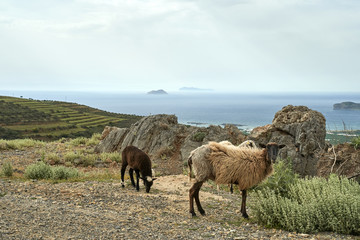 Fototapeta premium Famous beach of Falasarna at the north west of Chania, Crete, Greece.