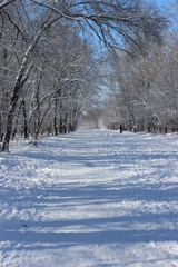 Obraz premium winter landscape with trees and snow