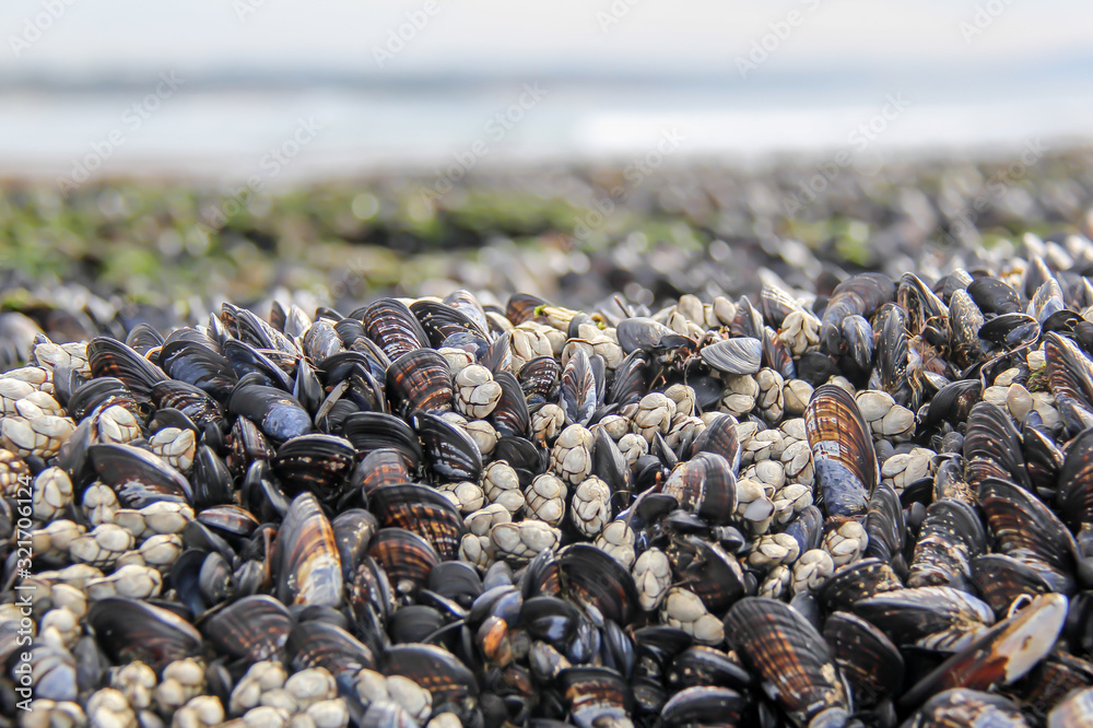 Wall mural mussels in a tide pool at low tide overlooking the ocean at swami's beach in encinitas california