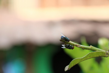 fly on leaf