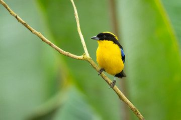 Blue-winged mountain tanager (Anisognathus somptuosus) is a species of bird in the family Thraupidae, the tanagers. It is native to South America, where it is found in Bolivia, Colombia, Ecuador, Peru