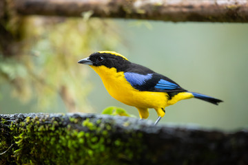 Obraz premium Blue-winged mountain tanager (Anisognathus somptuosus) is a species of bird in the family Thraupidae, the tanagers. It is native to South America, where it is found in Bolivia, Colombia, Ecuador, Peru