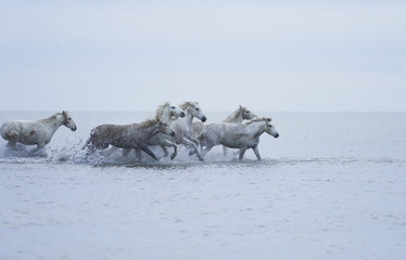  Wild white horses running in the water