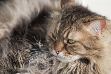 Portrait of a cute shaggy-haired domestic cat.