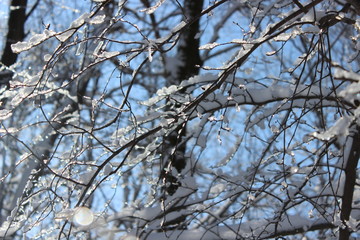 Frozen, icicles branches of a tree in winter