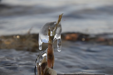 Water crystals on a reed On the background of waves