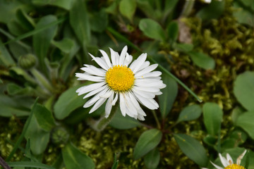 Obraz premium Daisy a lone flower in the grass in the backgroundDaisy a lone flower in the blurred grass. Green background