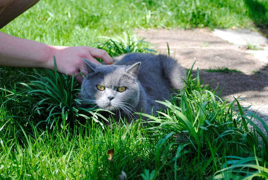 cat in grass