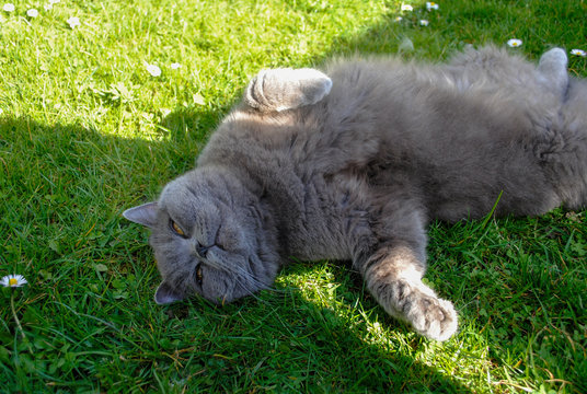 cat sitting on green grass in garden