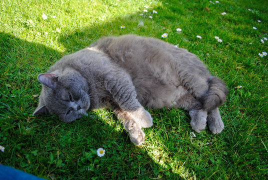 cat sitting on green grass in garden