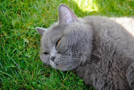 cat sitting on green grass in garden