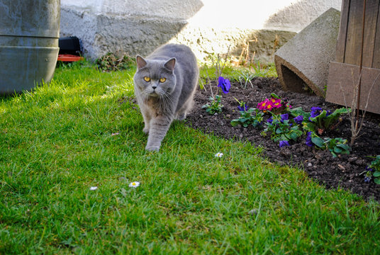 cat sitting on green grass in garden