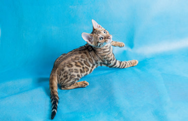 A pet, a Bengal kitten, plays on a blue background. Bright beautiful bengal kitten.