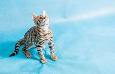 Naklejka premium A pet, a Bengal kitten, plays on a blue background. Bright beautiful bengal kitten.