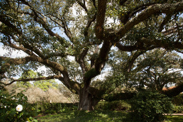 Obraz premium Tree outdoors with a bench.