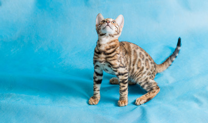 A pet, a Bengal kitten, plays on a blue background. Bright beautiful bengal kitten.