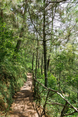 View of pine forest on the cliff side.