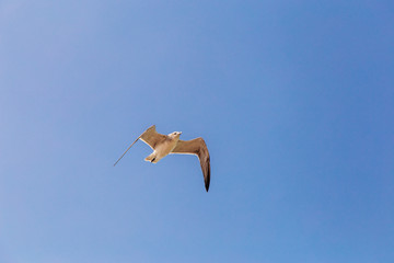 gaviota