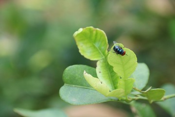 ladybird on leaf