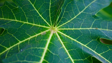 leaf with drops of water