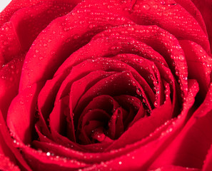 red Rose with water drops / rose and water drops
