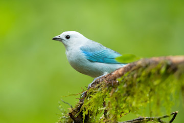 Blue-gray tanager (Thraupis episcopus) is a medium-sized South American songbird of the tanager family, Thraupidae. Its range is from Mexico south to northeast Bolivia and northern Brazil