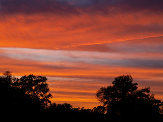 Brilliant red sunset sky over silhouetted  trees in Venice Florida