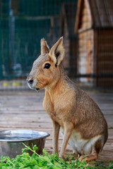 Patagonian hare close up