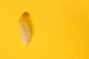 yellow feather on yellow background with copy space. easter concept design
