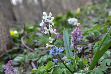 In spring, Corydalis cava blooms in the forest