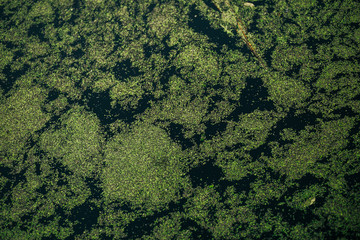 dirty green water from emissions 