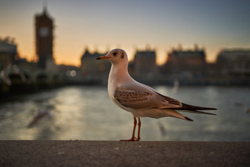 The common gull ,Larus canus, or sea mew, resting on stone wall on embankment on the river Thames in the centre of London, capitol of United kingdom during the cold winter sunset in golden hour.
