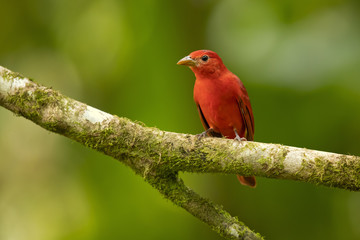 The summer tanager (Piranga rubra) is a medium-sized American songbird. Formerly placed in the tanager family (Thraupidae)