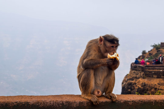Monkey eating a bread photo
