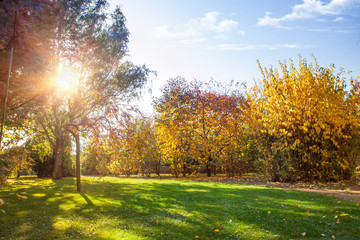 Autumn park, brightly lit by the sun. Yellow and orange trees, fallen yellow leaves and green lawn.