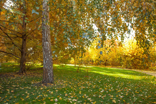 Autumn park, brightly lit by the sun. Yellow and orange trees, fallen yellow leaves and green lawn.