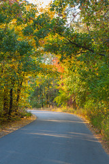 Fototapeta premium Beautiful autumn trees and bushes in the park. A bright park place, park pathway. Autumn landscape.