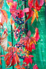 Wild grapes. Leaves and fruits on the background of bright painted boards. Beautiful colorful leaves in the autumn garden. Close-up.