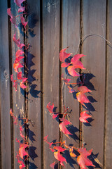 Bright autumn liana. Wild grapes. Leaves on a background of a dark fence. Beautiful colorful leaves in the autumn garden. Close-up.