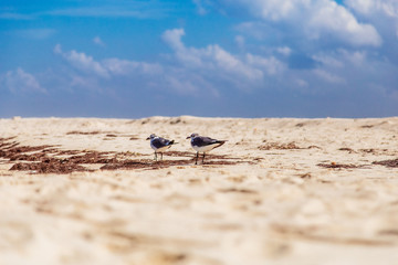 gaviota