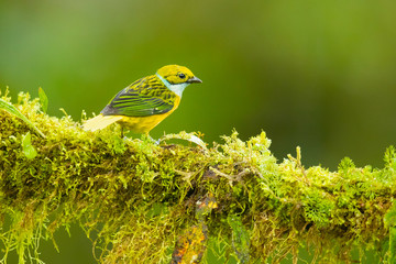 Silver-throated tanager (Tangara icterocephala) is a small passerine bird. This brightly coloured tanager is a resident from Costa Rica, through Panama and western Colombia, to western Ecuador.