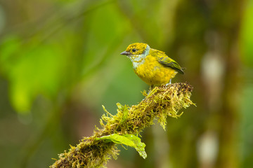 Silver-throated tanager (Tangara icterocephala) is a small passerine bird. This brightly coloured tanager is a resident from Costa Rica, through Panama and western Colombia, to western Ecuador.